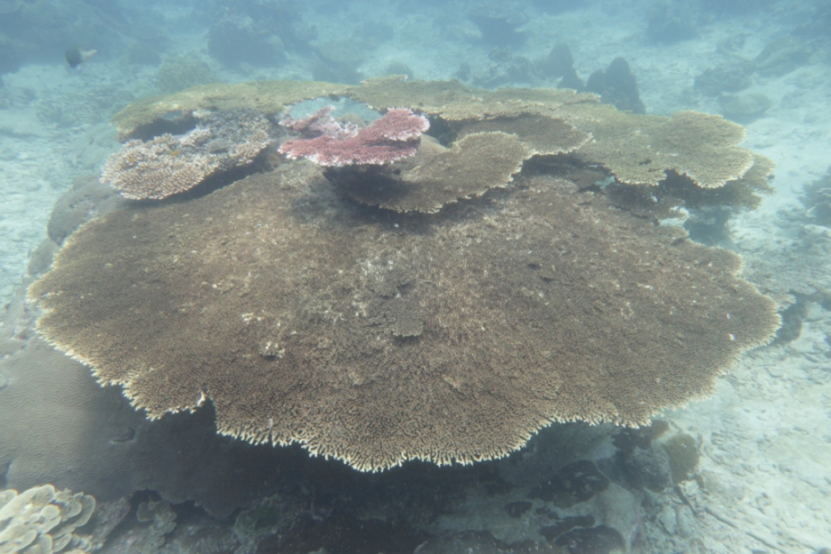 Unprocessed Coral head